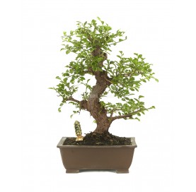 Exklusive Bonsai Ulmus...