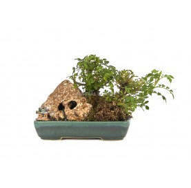 Exklusive Bonsai Rosa 24 Jahre. Miniaturrosen mit Stein
