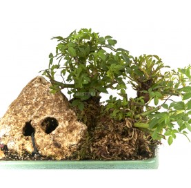 Exklusive Bonsai Rosa 24 Jahre. Miniaturrosen mit Stein