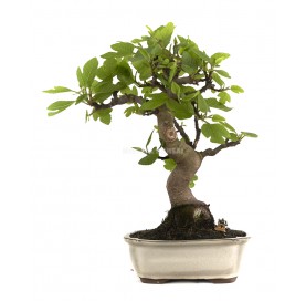 Bonsaï exclusif Ficus...