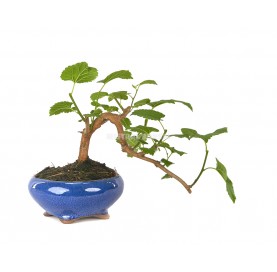 Morus sp. Bonsai 7 Jahre....