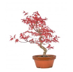 Acer palmatum deshojo....