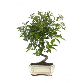 Pyracantha sp. Bonsaï 7...