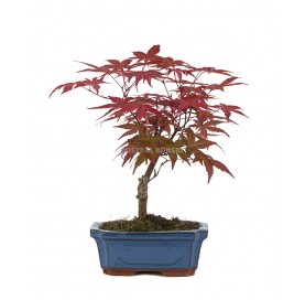 Acer palmatum deshojo....
