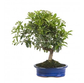 Pyracantha angustifolia....