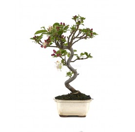 Malus. Bonsai 8 Jahre....