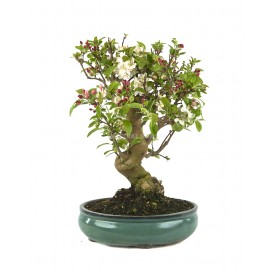 Malus sp. Bonsaï 19 Ans....