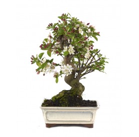 Malus sp. Bonsaï 17 ans....