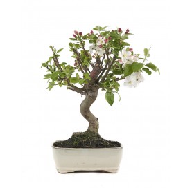 Malus. Bonsái 12 años. Manzano