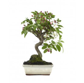 Malus. Bonsai 10 Jahre....