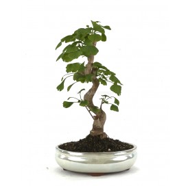 Ginkgo biloba. Bonsaï 16...