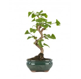 Ginkgo biloba. Bonsaï 8...