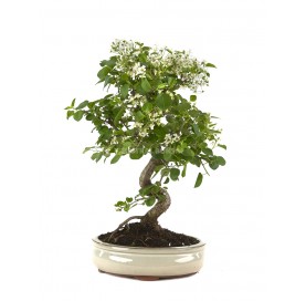 Prunus mahaleb. Bonsaï 13...