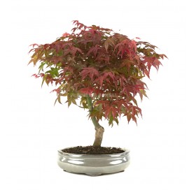 Acer palmatum deshojo....