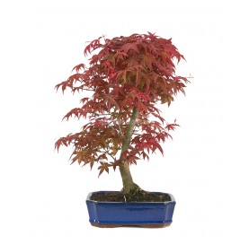 Acer palmatum deshojo. Bonsái 14 años. Arce japonés palmeado.