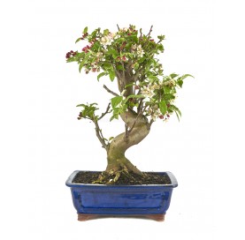 Malus sp. Bonsaï 20 Ans. Pommier.