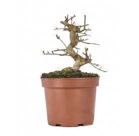 Punica granatum nejikan. Prebonsaï 14 ans. Grenadier