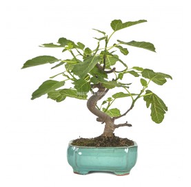 Ficus carica. Bonsái 8...