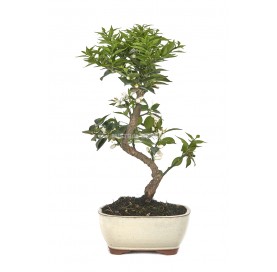 Citrus myrtifolia. Bonsai 8...