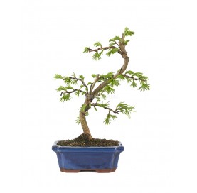 Pseudolarix sp. Bonsai 9 Jahre. Goldlärche