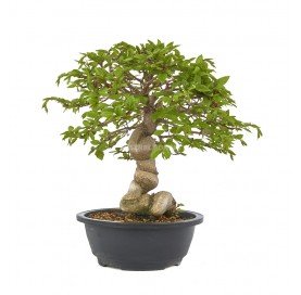 Carpinus coreana. Bonsai 23...