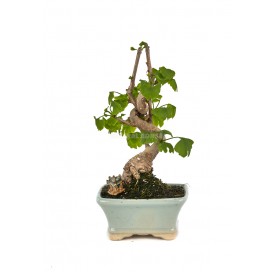 Bonsái exclusivo Ginkgo...