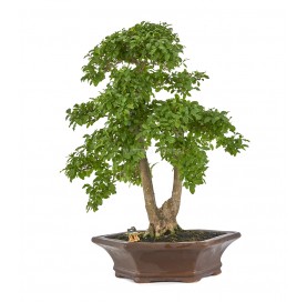 Bonsaï exclusif Ligustrum...