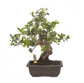 Bonsaï exclusif Quercus...