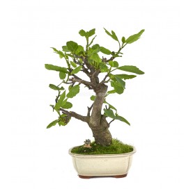 Bonsái exclusivo Ficus...
