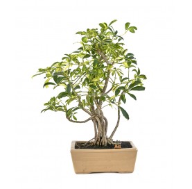 Bonsái exclusivo Schefflera...