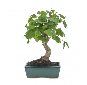 Ginkgo biloba. Bonsai 12...