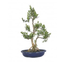 Buxus harlandii. Bonsai 13...