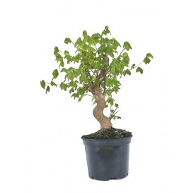 Acer buergerianum....