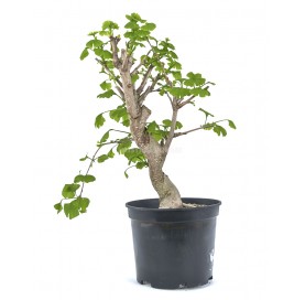 Ginkgo biloba. Prebonsai 14...