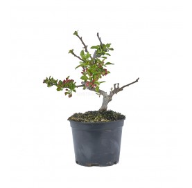 Malus Sargentii. Prebonsai...