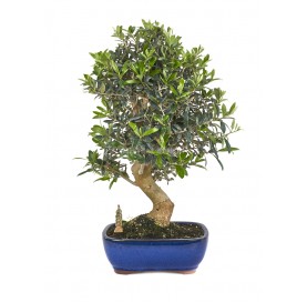 Exklusive Bonsai Olea europaea 19 Jahre. Olivenbaum