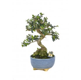 Exclusive bonsai Olea...