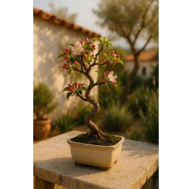 Malus. Bonsai 8 years. Crab Apple or Apple tree