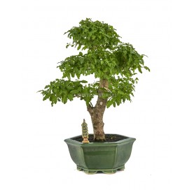Bonsái exclusivo Ligustrum...