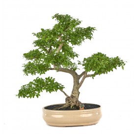 Bonsaï exclusif Ligustrum...