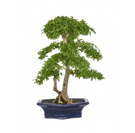Bonsaï exclusif Ligustrum...