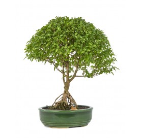 Bonsaï exclusif Ligustrum...