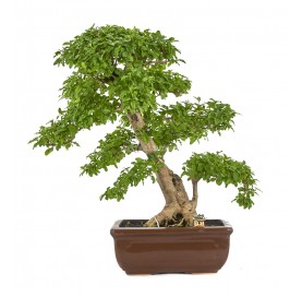 Bonsaï exclusif Ligustrum...