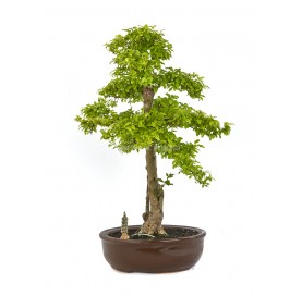 Bonsaï exclusif Ligustrum...