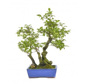 Exclusive bonsai Diospyros...