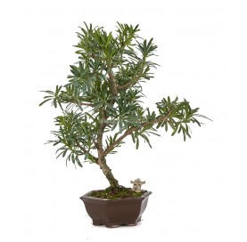 Bonsaï exclusif Podocarpus...