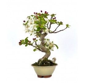 Bonsaï exclusif Malus sp....