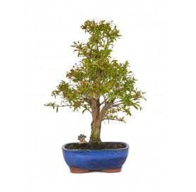 Exclusive bonsai Punica...