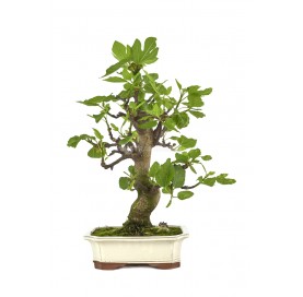 Bonsái exclusivo Ficus...