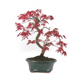 Acer palmatum deshojo....